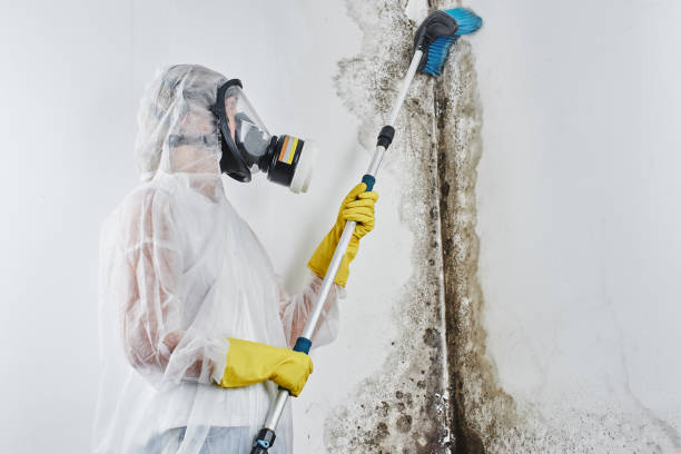 Certified Mold Removal in Reminderville, OH