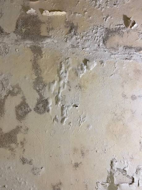 Best Professional Mold Removal  in Reminderville, OH