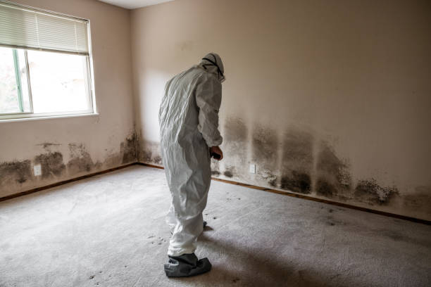 Best Attic Mold Removal  in Reminderville, OH