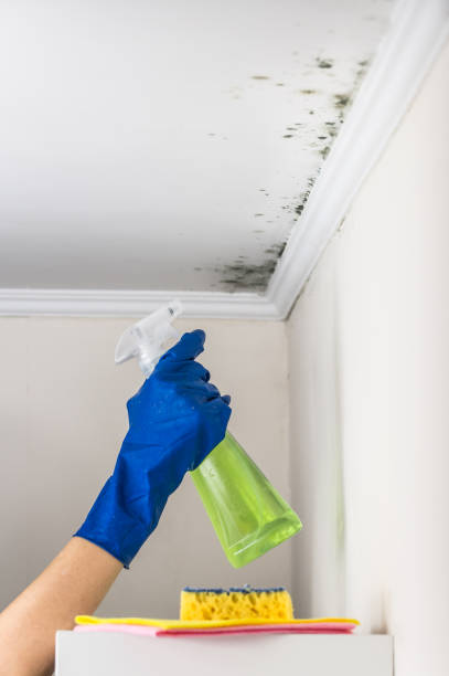 Professional Mold Removal in Reminderville, OH
